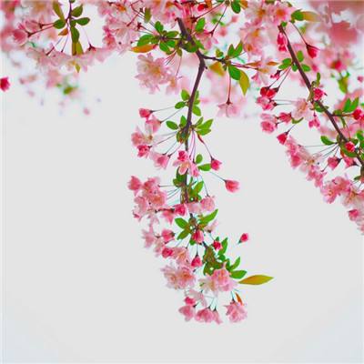 圣衣神话内购破解版下载